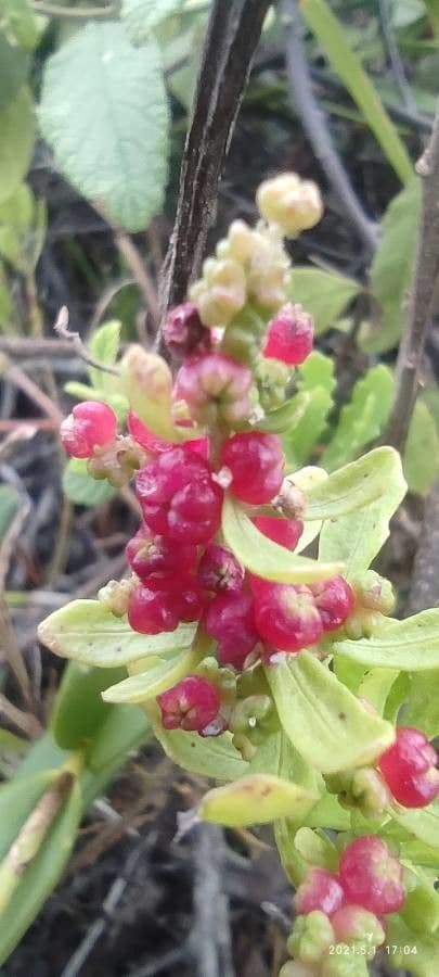 Phyllocladus