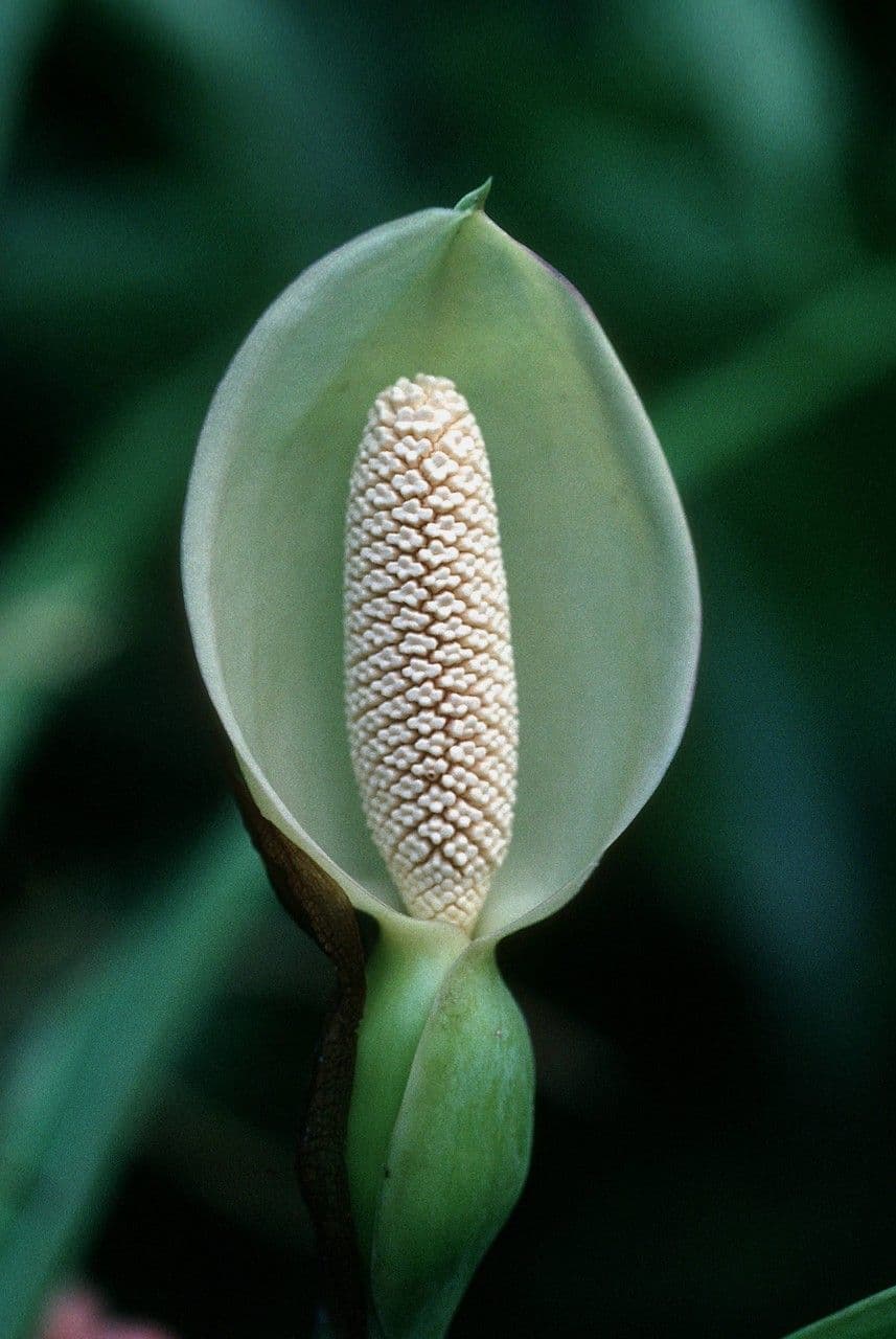 Syngonium 9