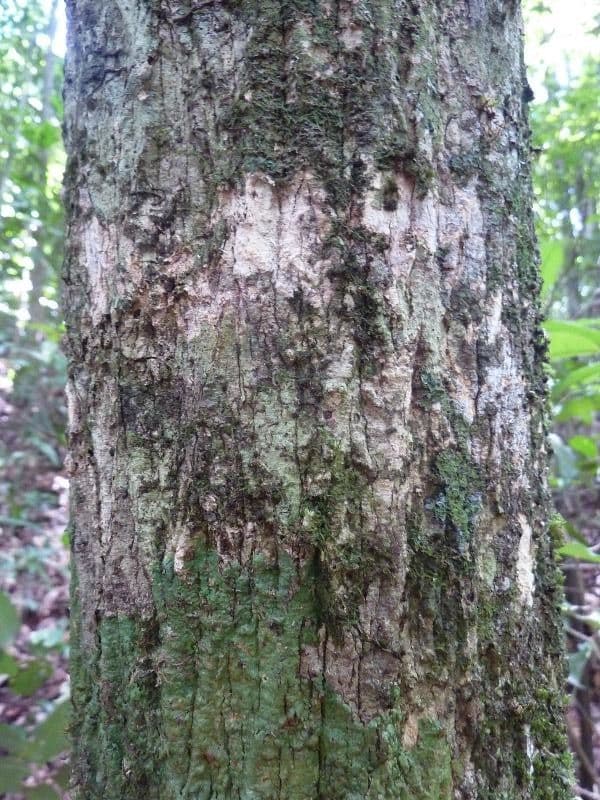 Duguetia 8