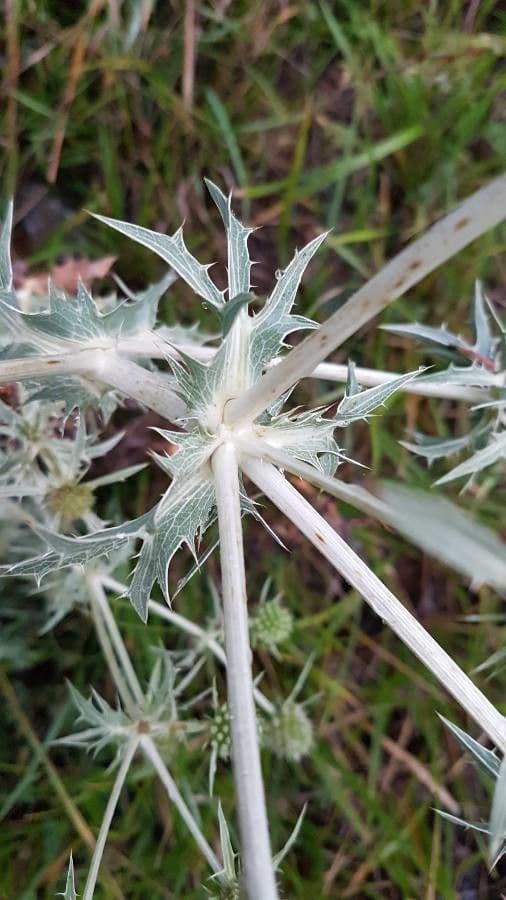 Panicaut champêtre 30