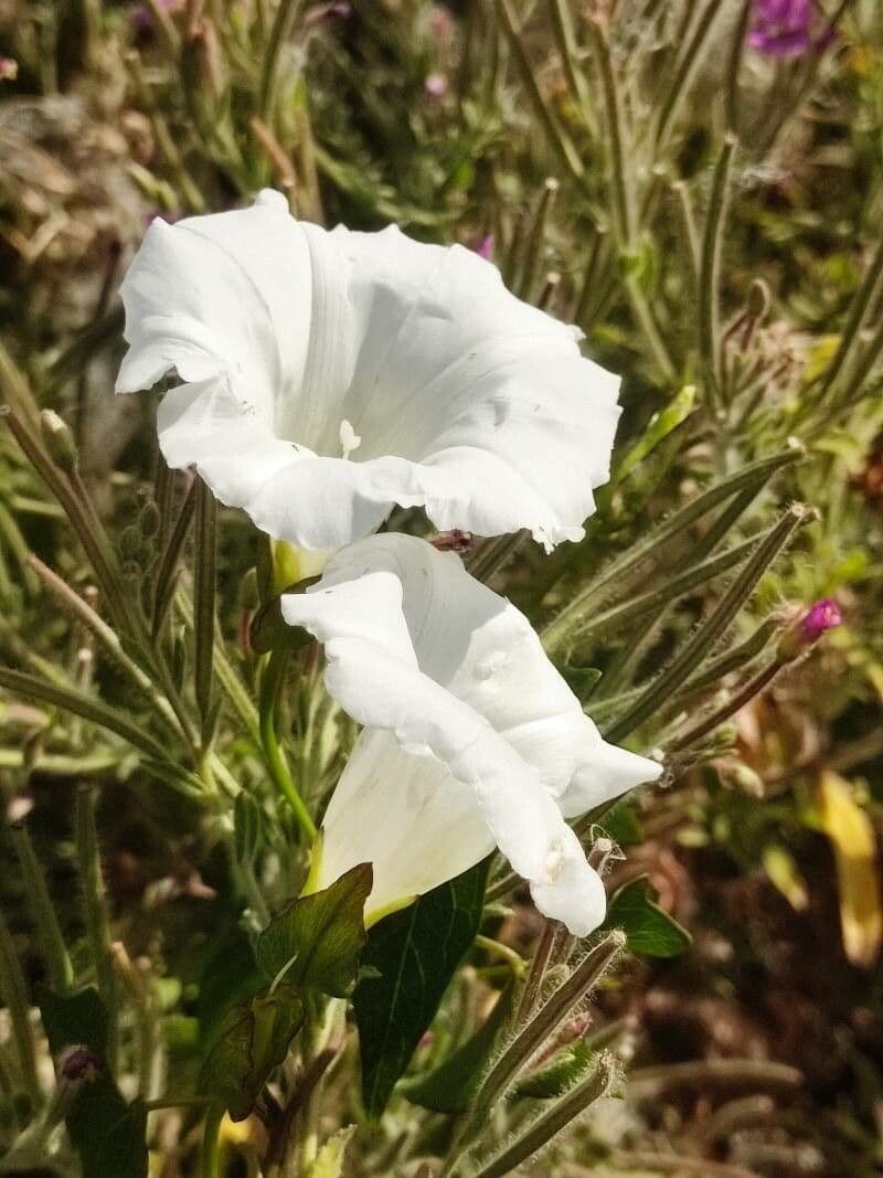 Ipomoea