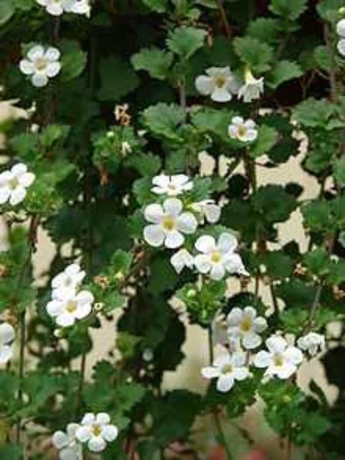 Bacopa rastrera 9