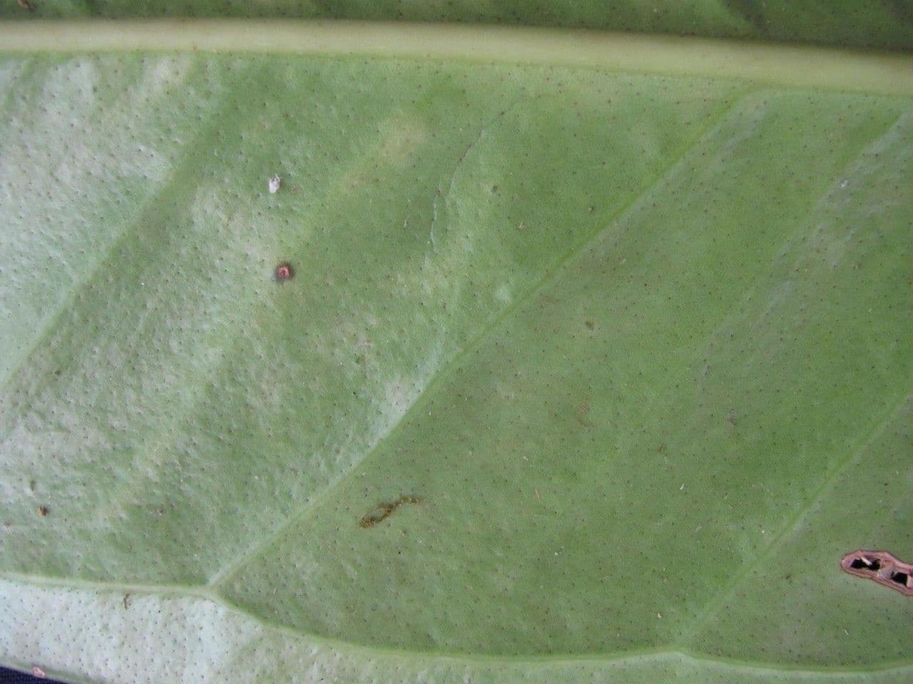 Anthurium 15