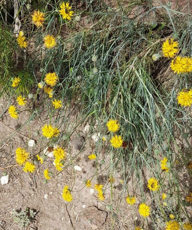 Thelesperma 10