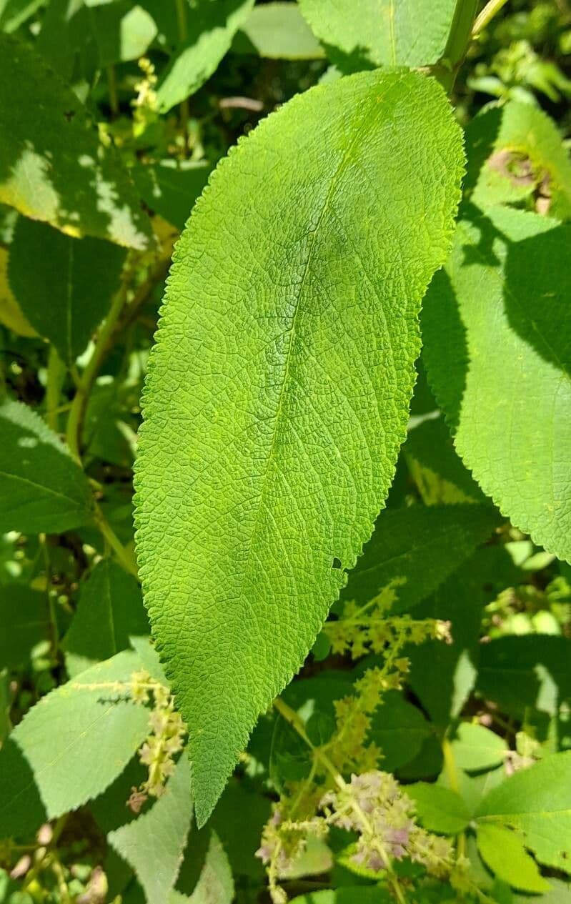 Lepechinia 7