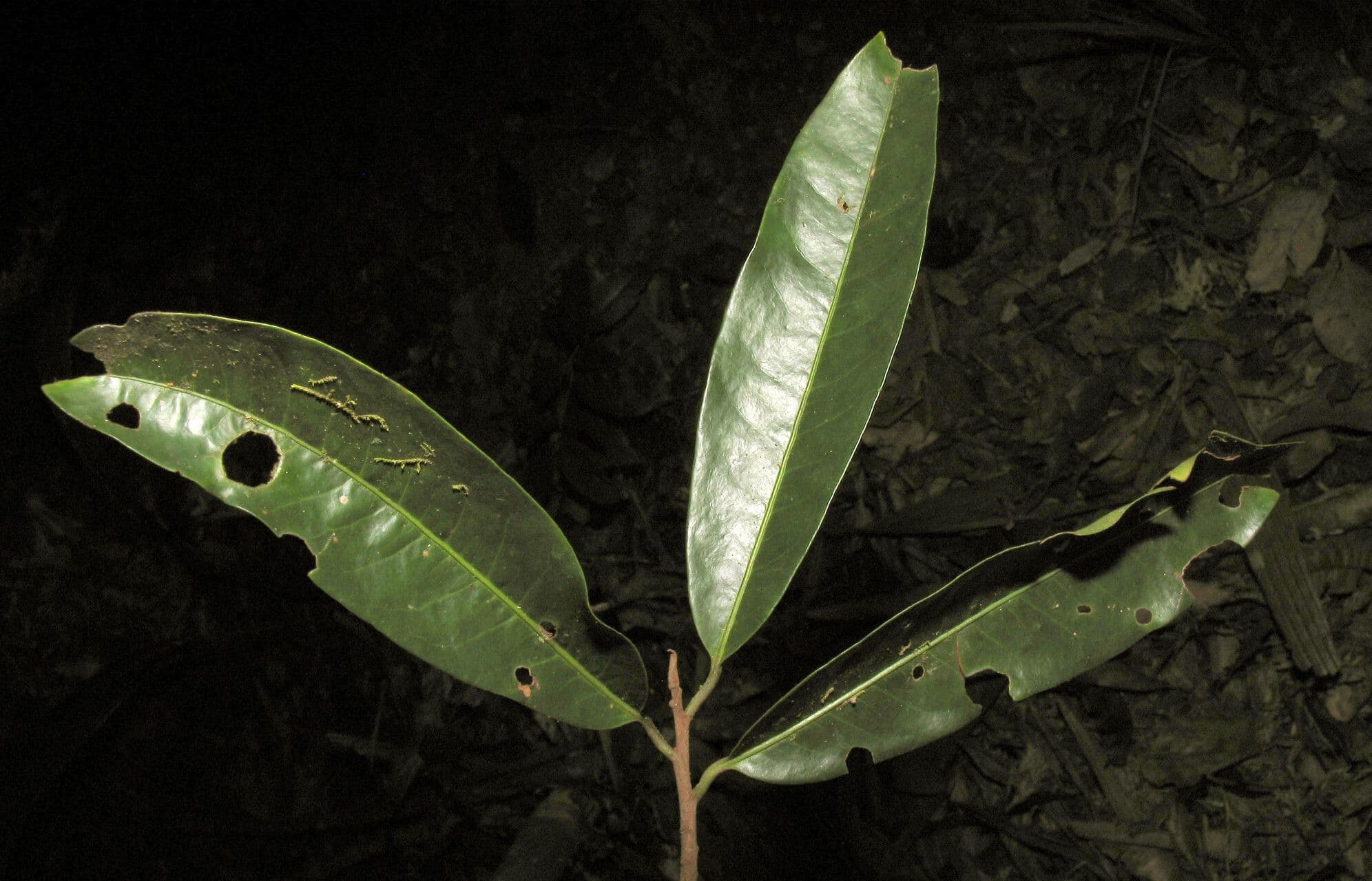 Iryanthera tessmannii 4