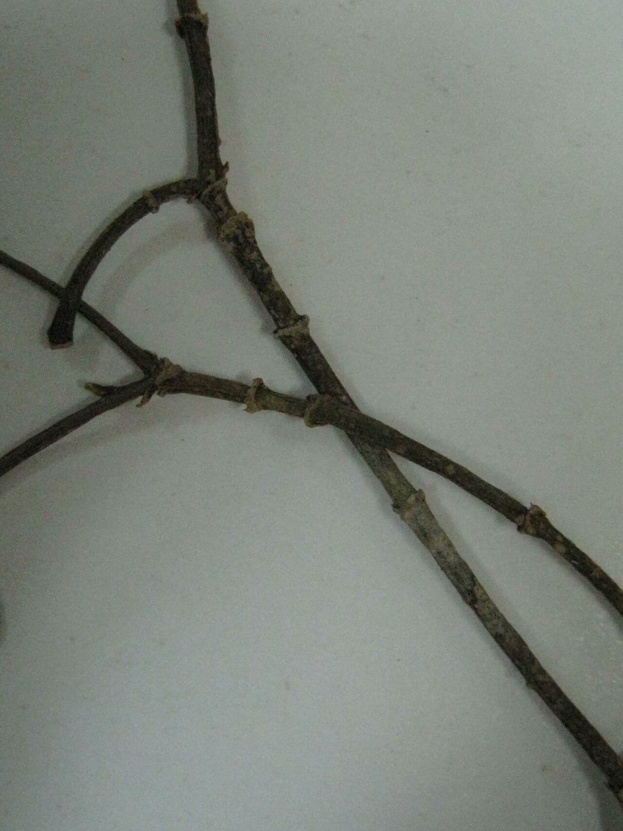 Tabernaemontana 5