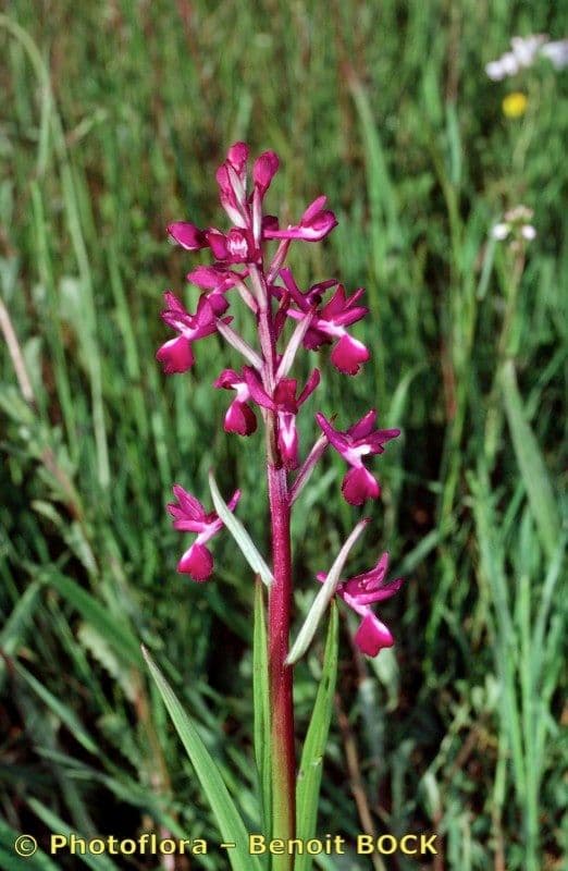 Orchide di palude 21