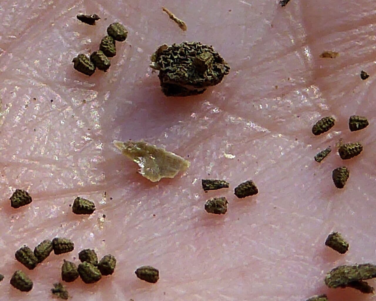 Verbasco blattaria