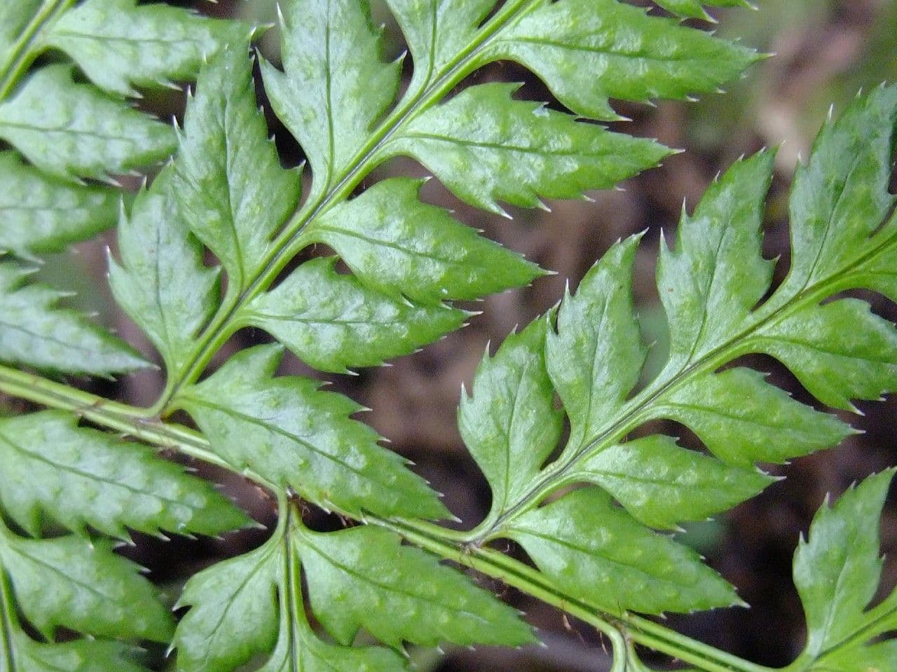 Polystichum 11