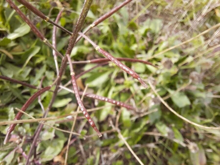 Rucola selvatica 4