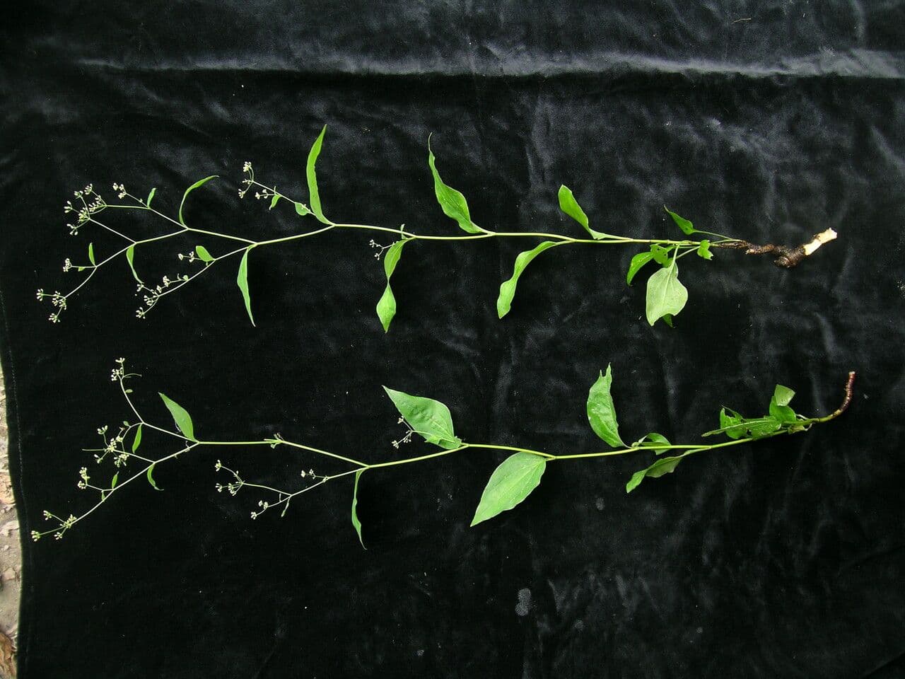 Bupleurum lancéolé