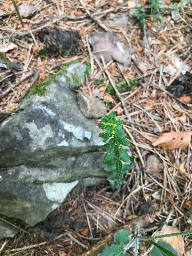 Crocettona glabra 6