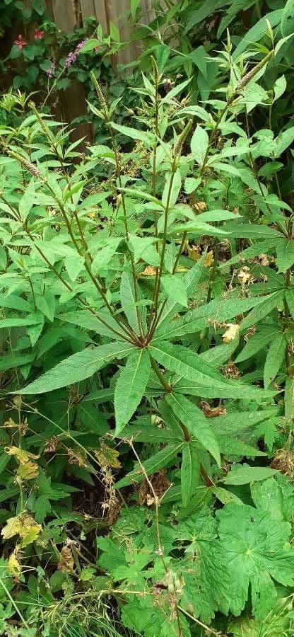Veronica virginica 20