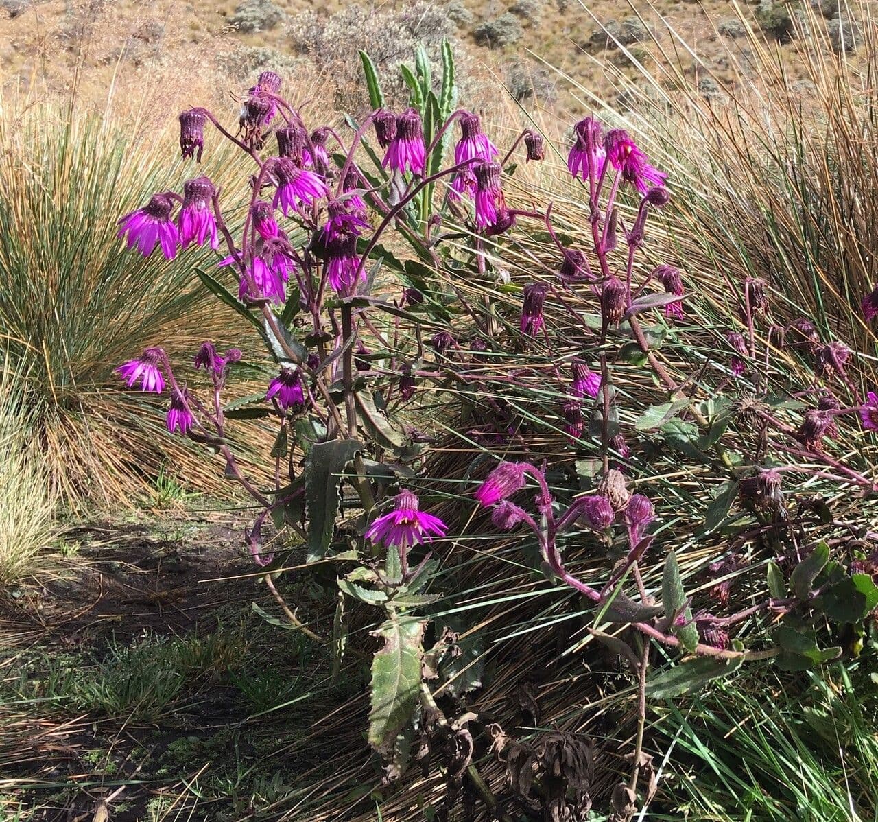 Senecio 7