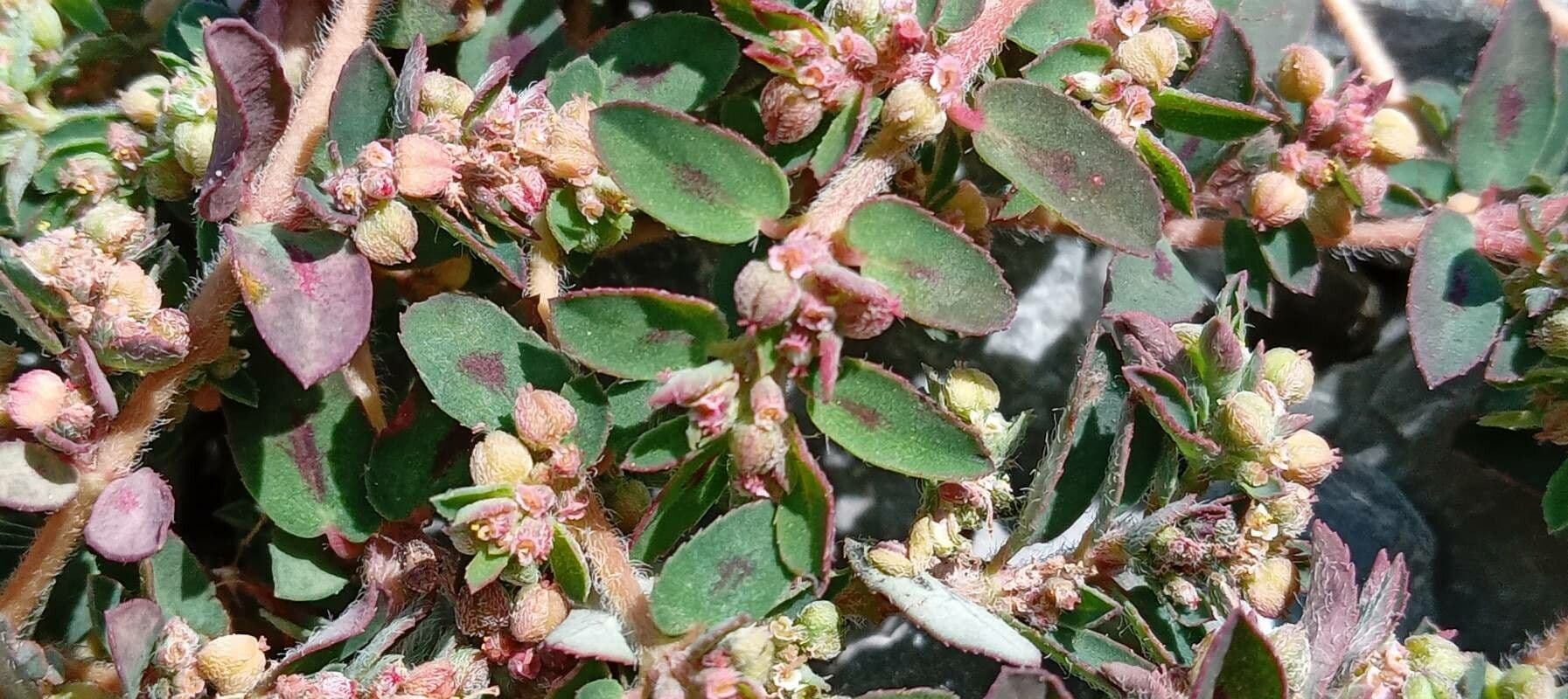 Euphorbe maculée 19