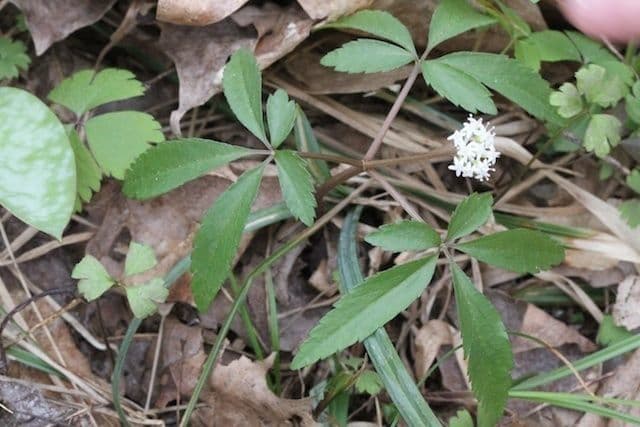 Panax trifolius 6