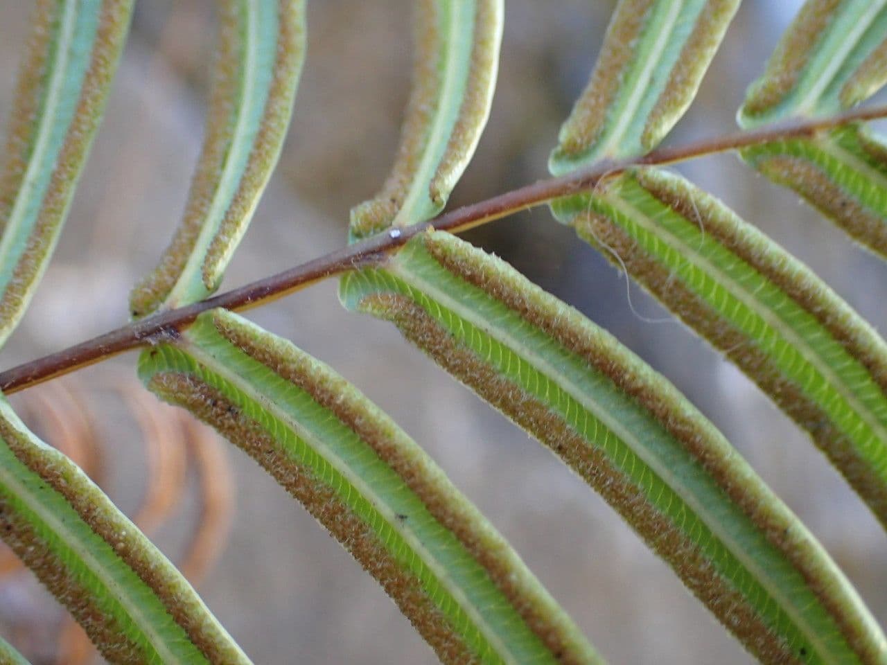 Pteris vittata