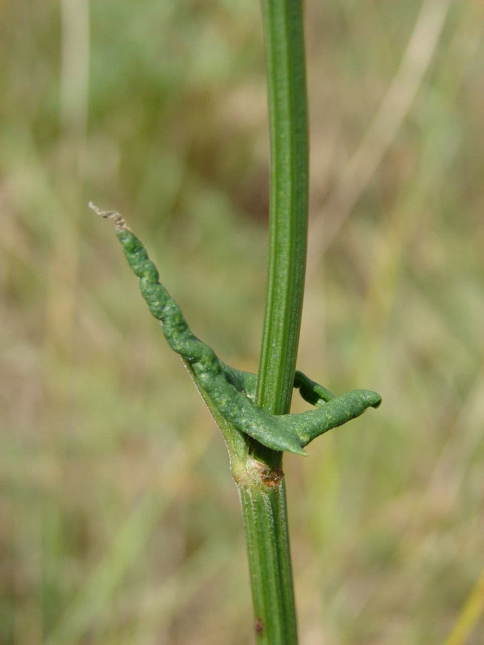 Rumex 14