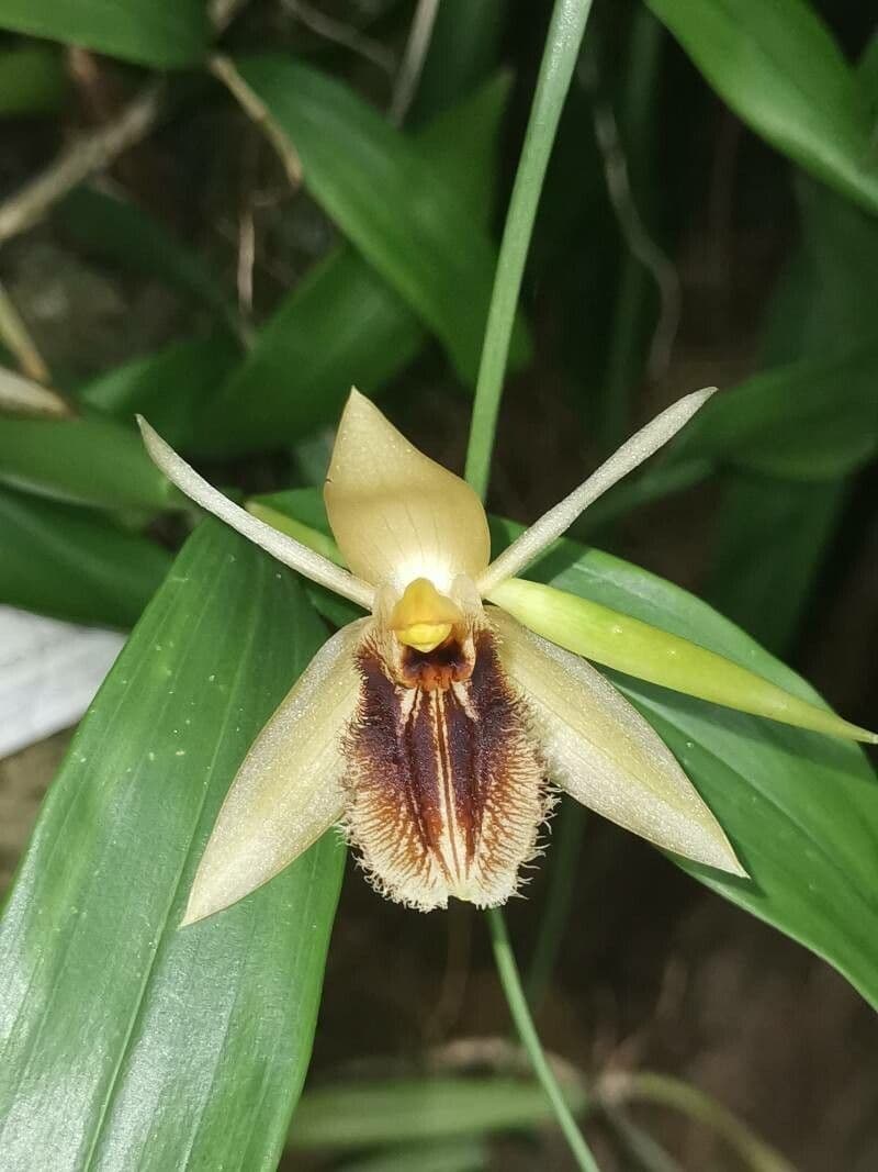 Coelogyne 2