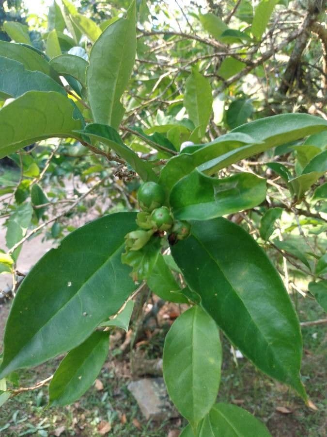 Manaca