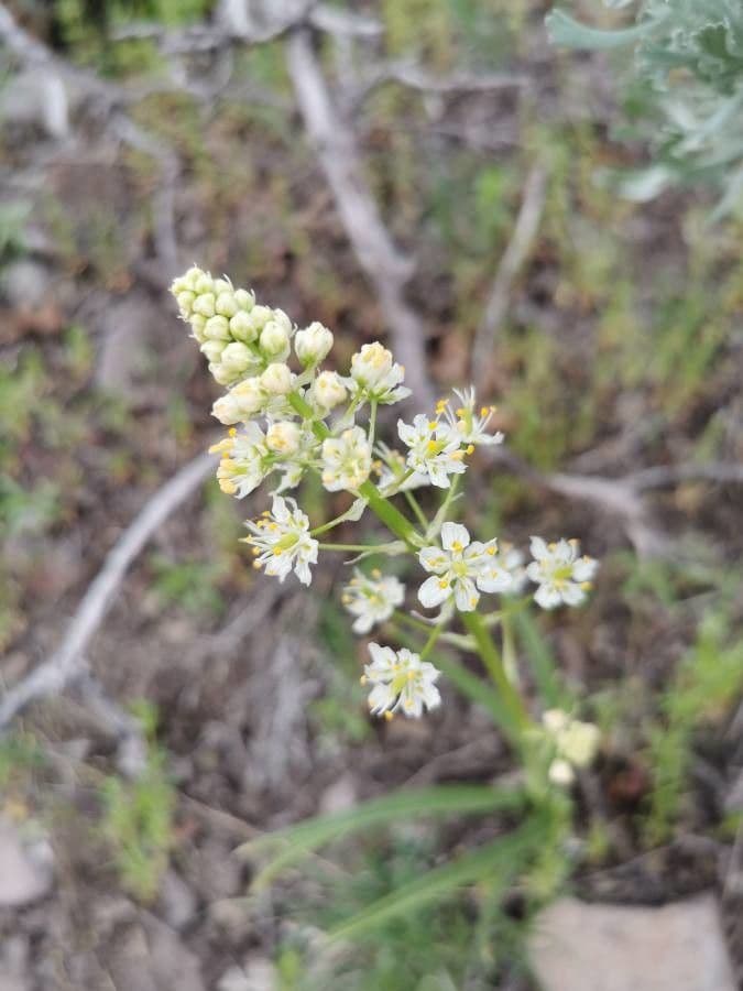 Camas delle colline 5