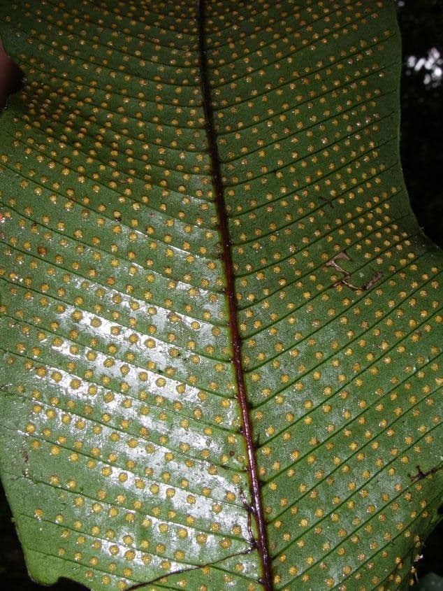 Vogelflügelfarn 6