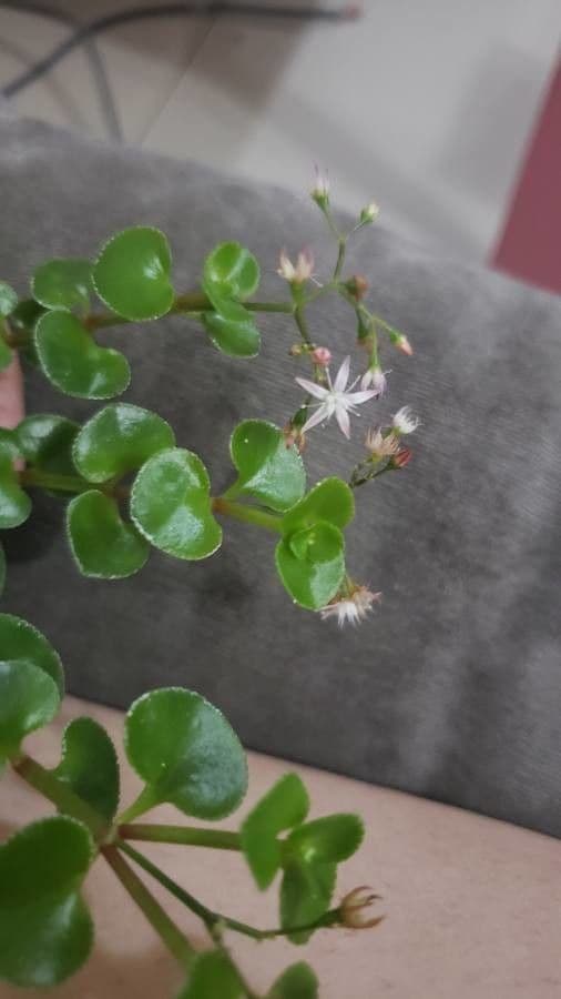 Crassula