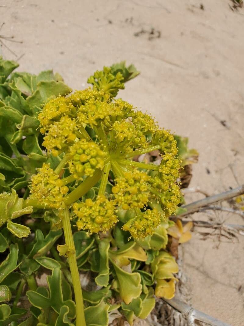 Astydamia 4