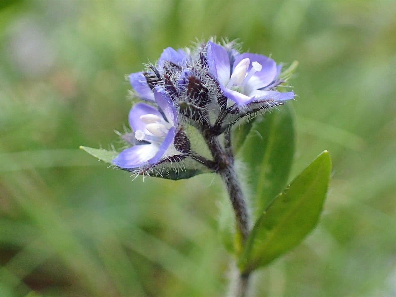 Veronica alpina 11