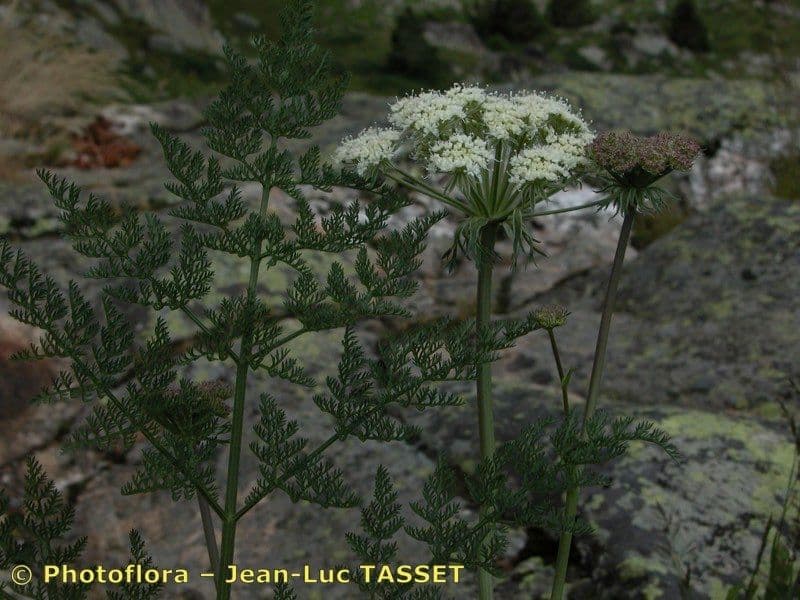 Laserpitium 25