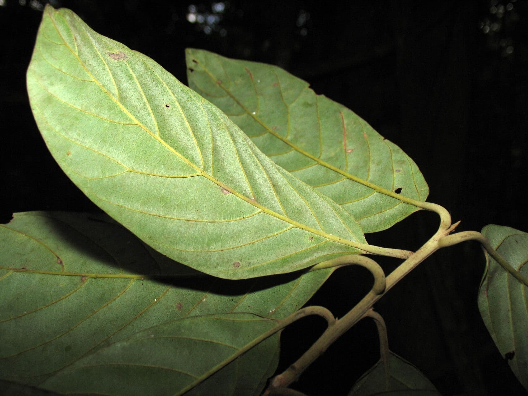 Rhodostemonodaphne 4