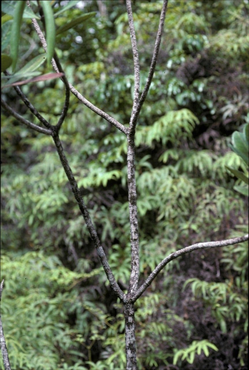 Himatanthus 2