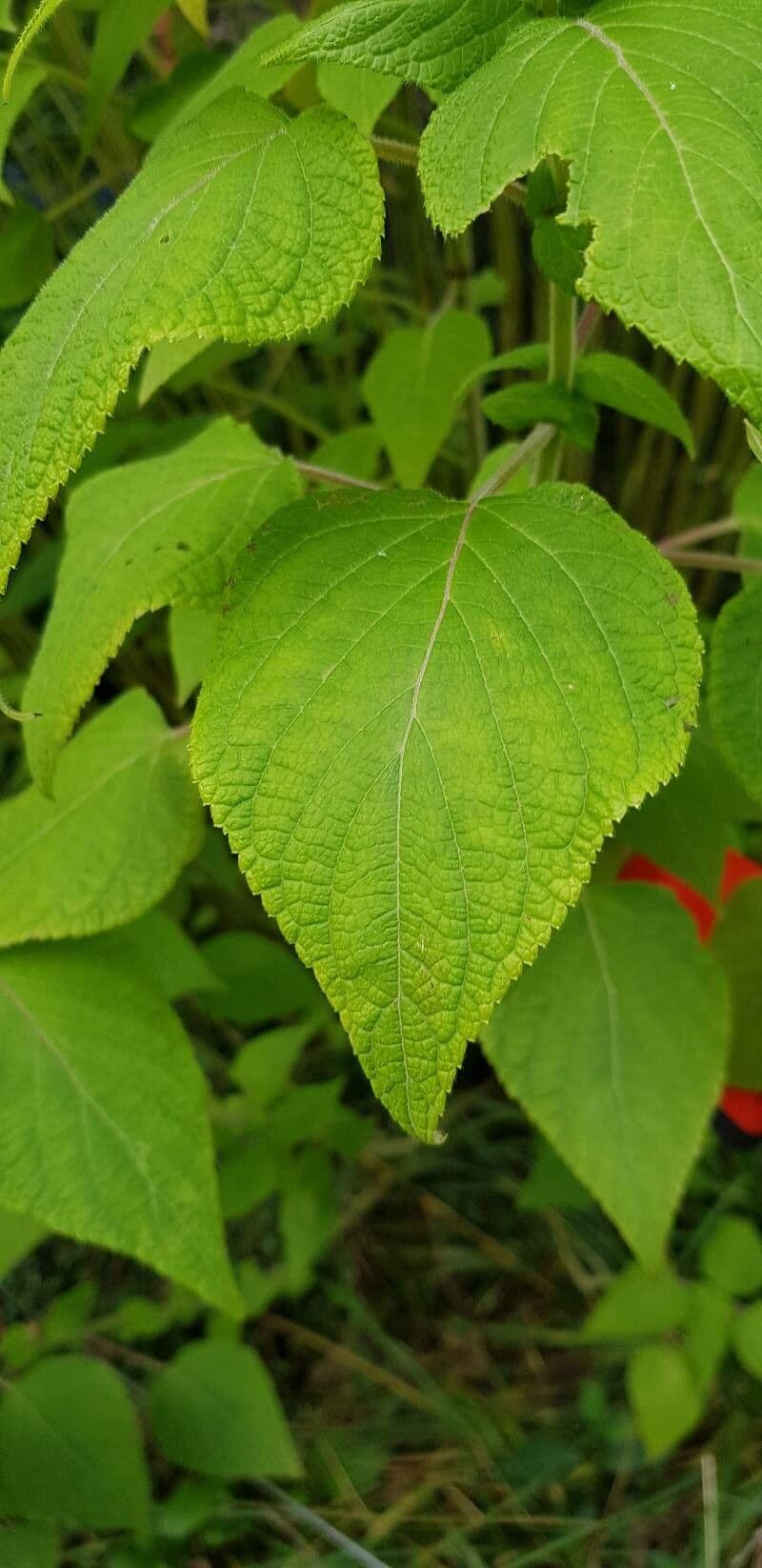 Salvia ananas 12
