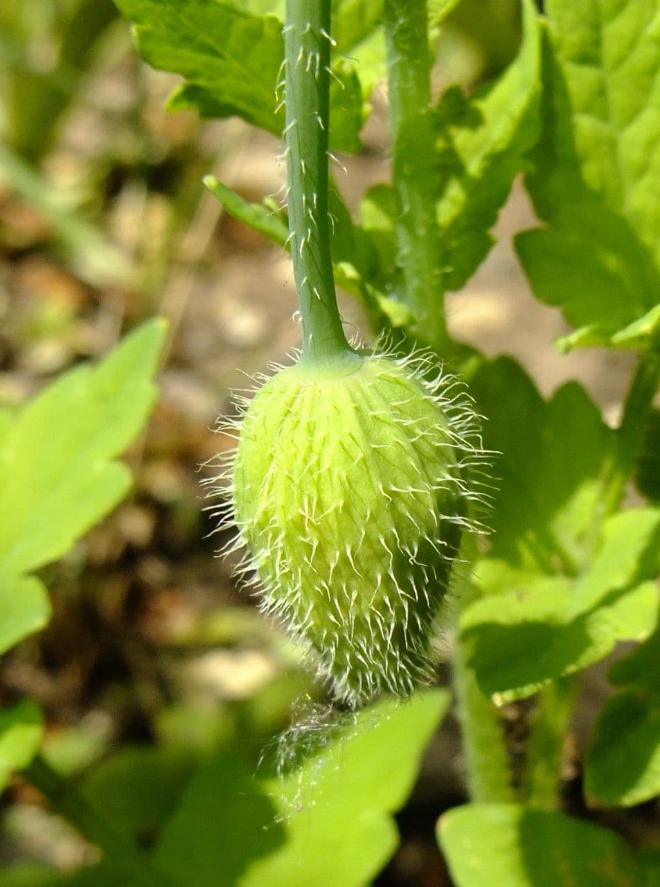 Wald-Scheinmohn