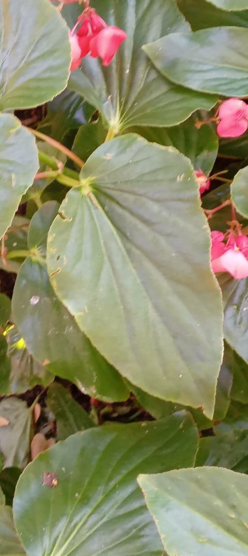 Begonia 13
