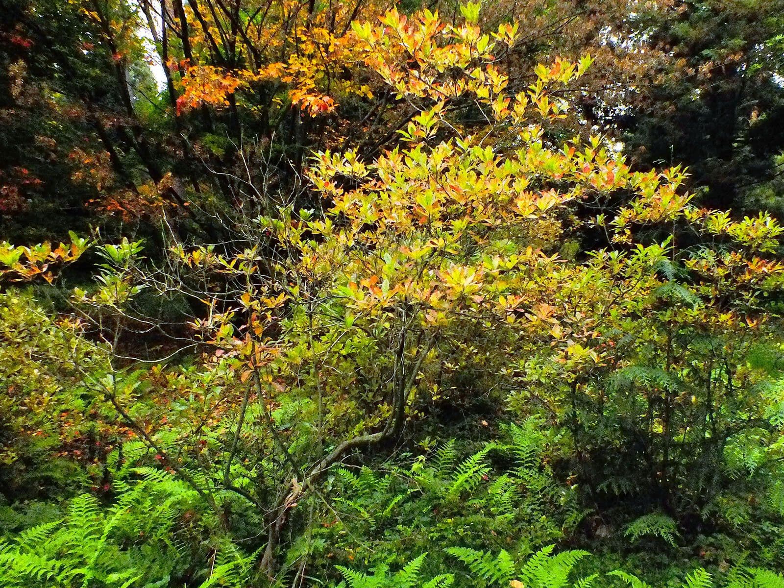 Azalea occidentale 10