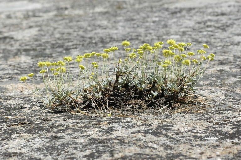 Eriogonum 3