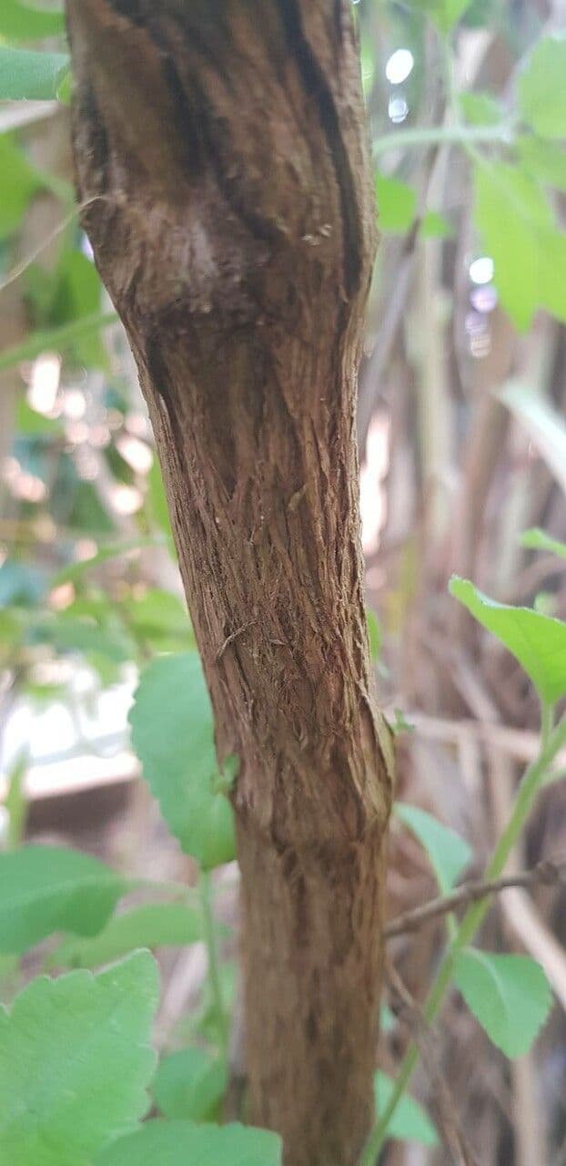 Basilico sacro 23