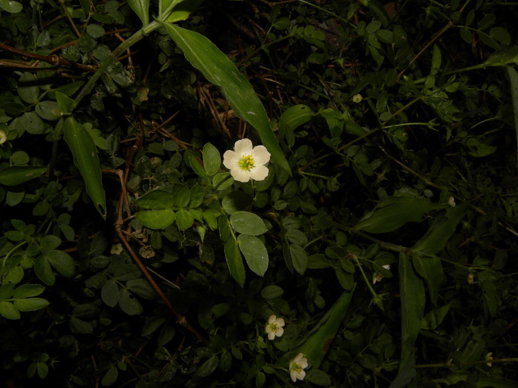 Kallstroemia 5