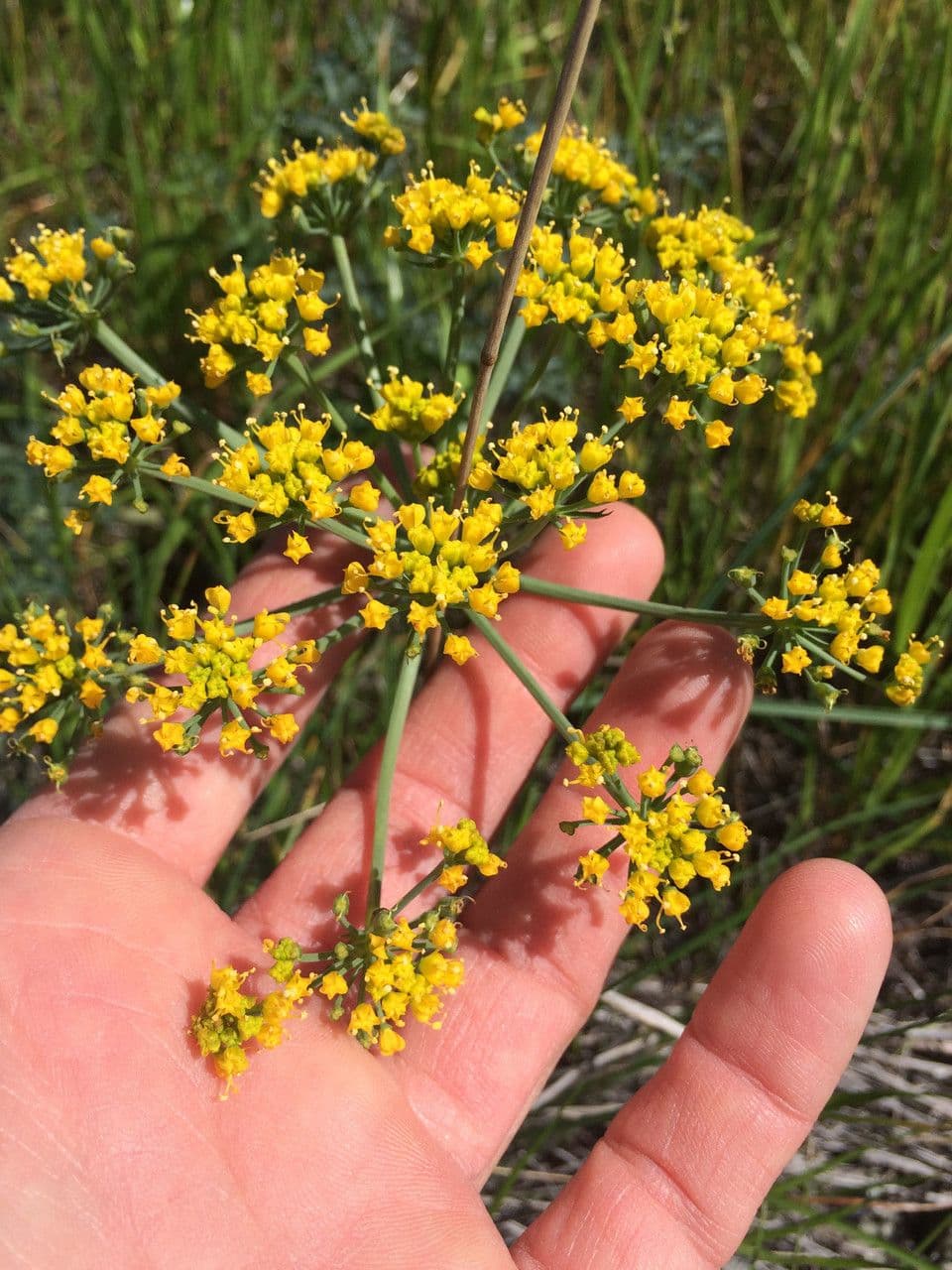Lomatium 4