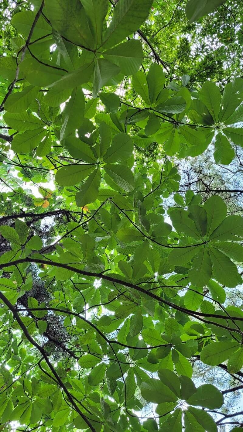 Magnolia obovata 8
