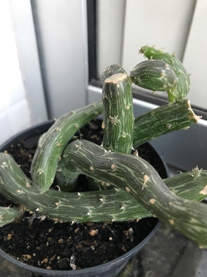 Kleinia 4