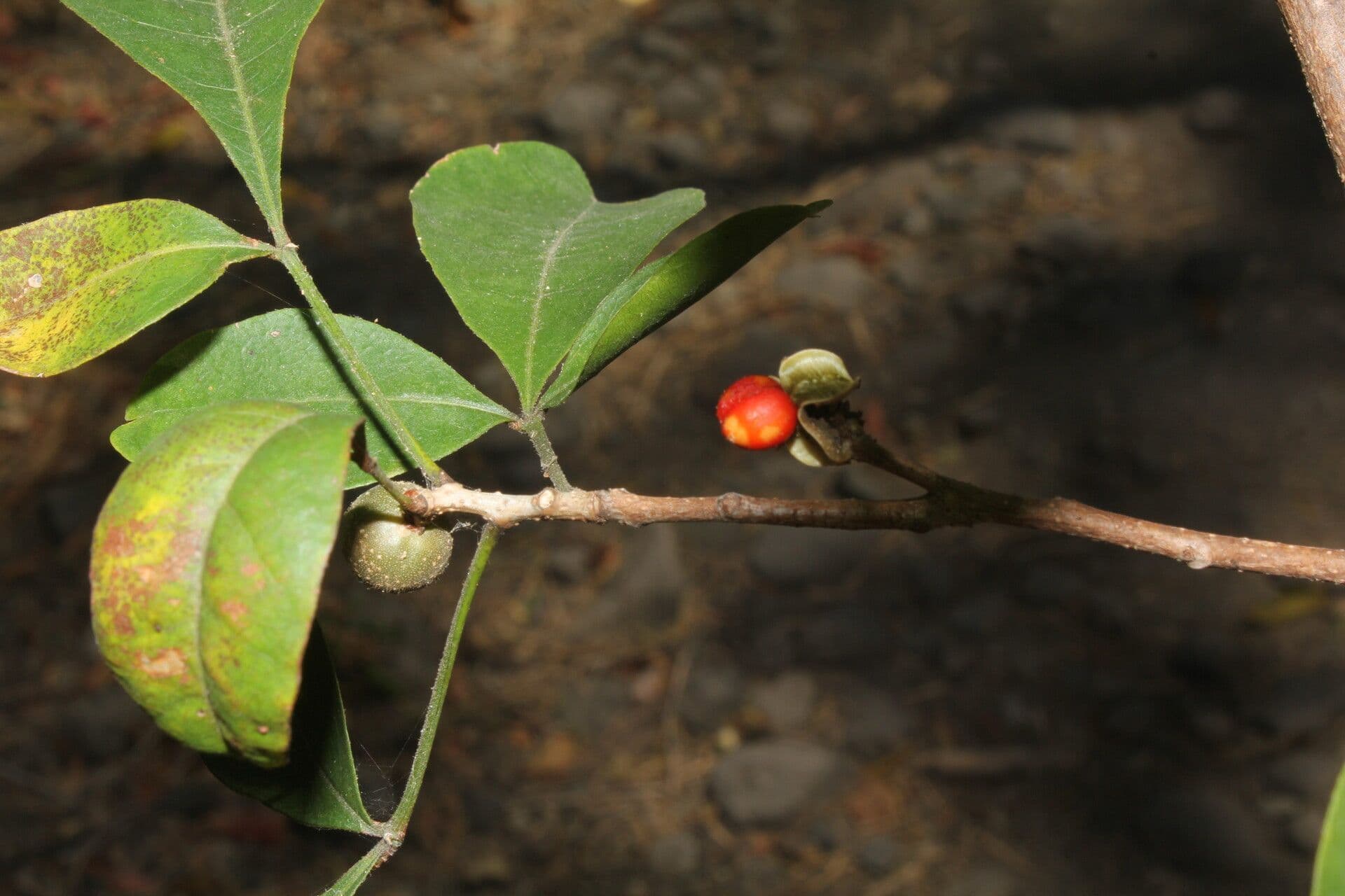 Trichilia 3