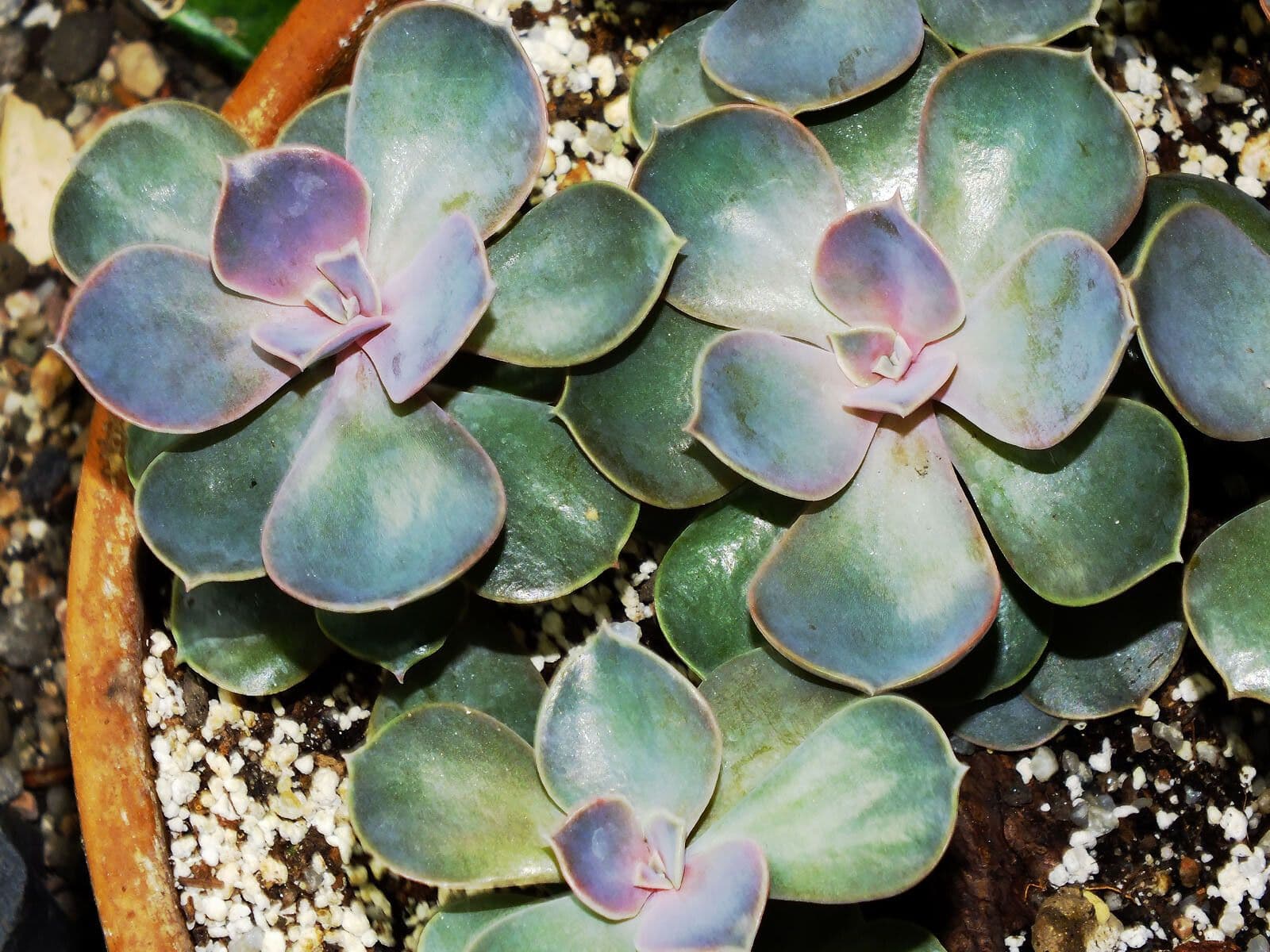 Echeveria 7