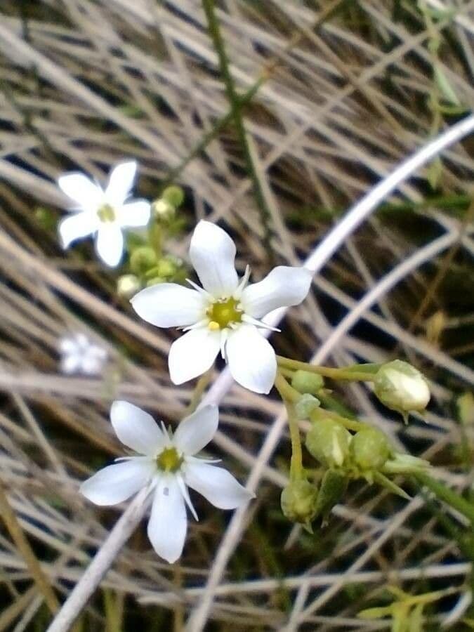 Samolo strisciante