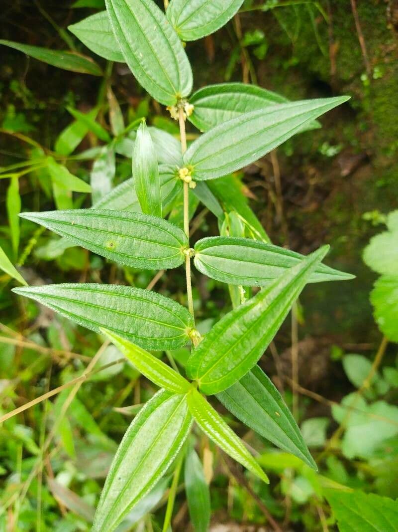 Gonostegia peluta