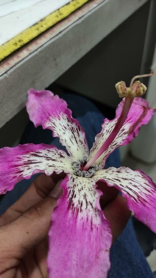 Ceiba speciosa 6