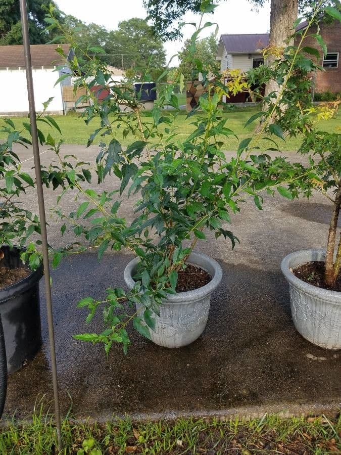 Forsythia pendula 25