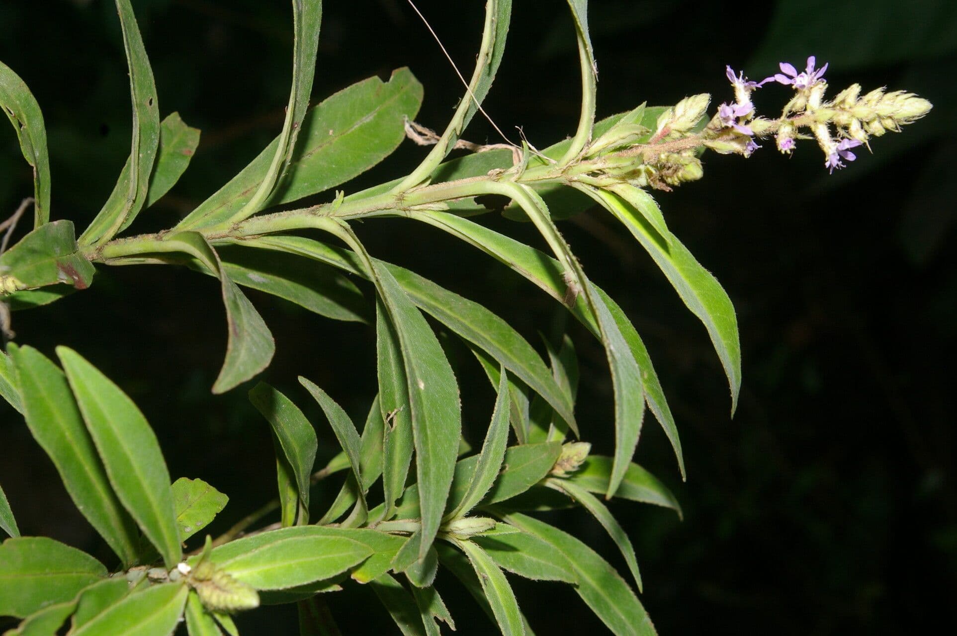 Cuphea 13